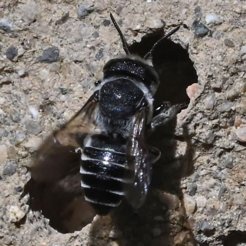 Megachile apicalis